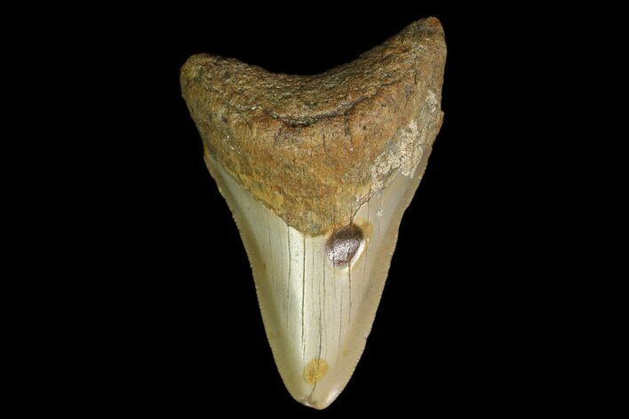 3.15" Fossil Megalodon Tooth - North Carolina